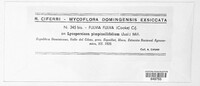 Fulvia fulva image